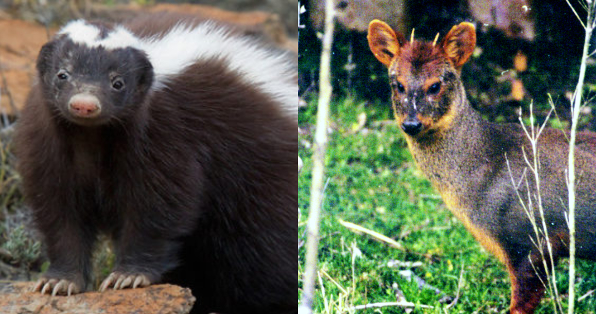 Animales silvestres