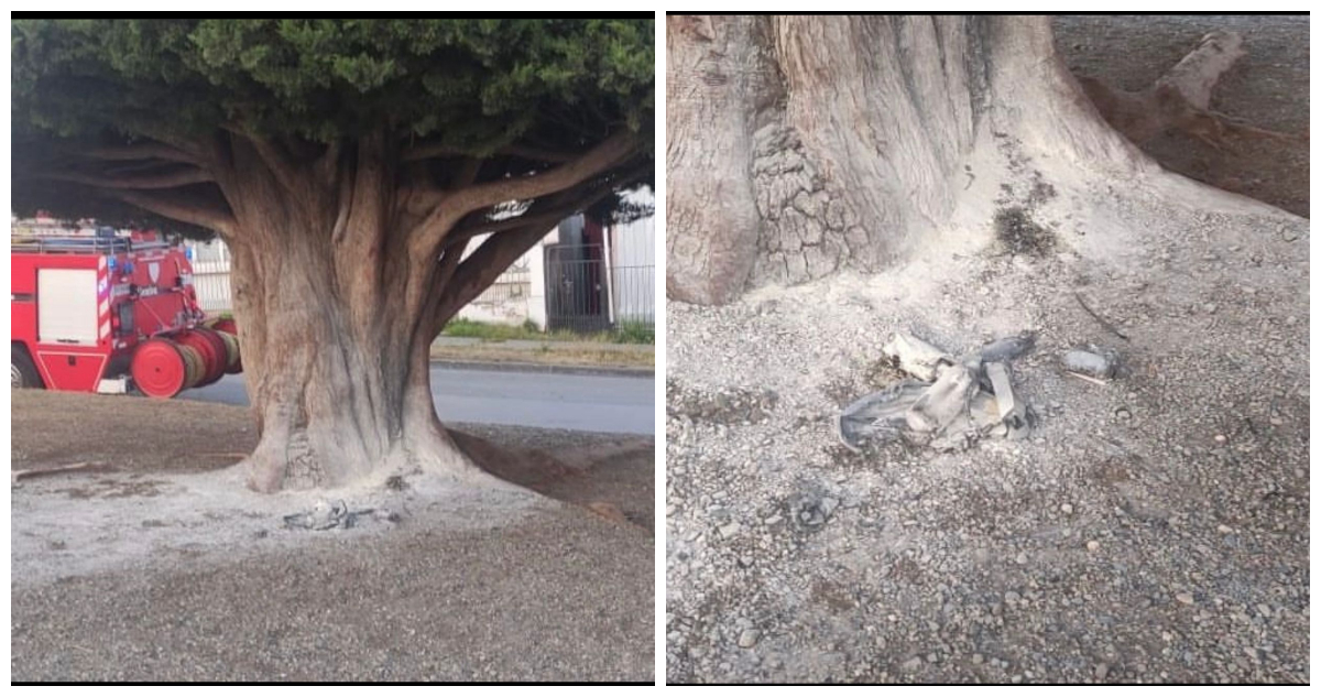 Desconocidos intentaron quemar popular “árbol de Boric” en Punta Arenas