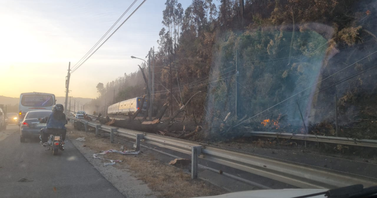 Árbol quemado en incendio cae en ruta Chiguayante - Hualqui: golpeó cables, cortó tránsito y Biotrén