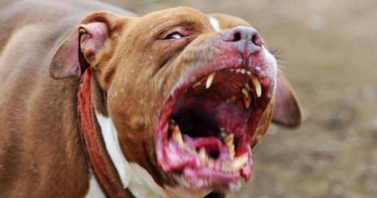 Ataque de perro pitbull a trabajador en Temuco