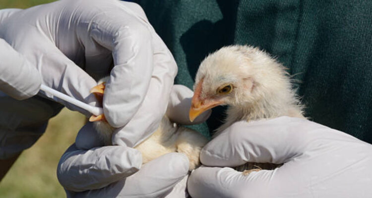 Detectan segundo caso de gripe aviar en humanos en Camboya