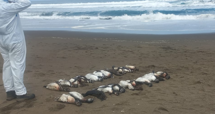 Aves muertas en Los Ríos