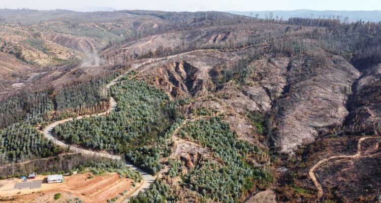 Gobierno actualiza a 181.000 hectáreas consumidas por incendios forestales en la región del Bío Bío