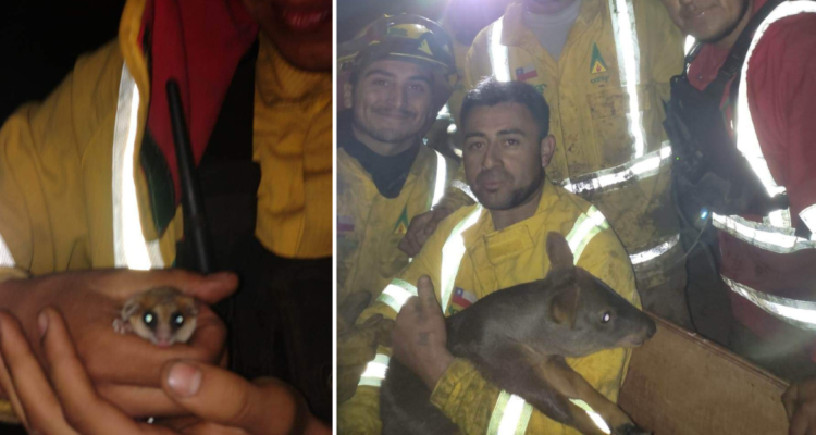 Brigadistas rescatan a pudú y a monito del monte en incendio forestal en La Araucanía