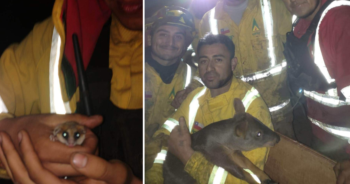 Brigadistas rescatan a pudú y a monito del monte en incendio forestal en La Araucanía