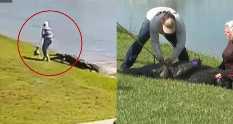 Caimán mató a mujer de 85 años que paseaba a su perro en EE.UU