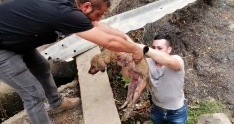 Carabineros rescata a perrita que huyó del incendio