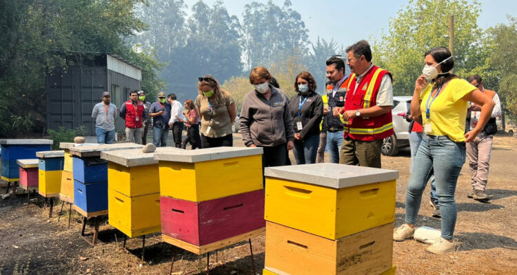 Gobierno prepara medidas para industria apícola: 38 mil colmenas resultaron quemadas en incendios