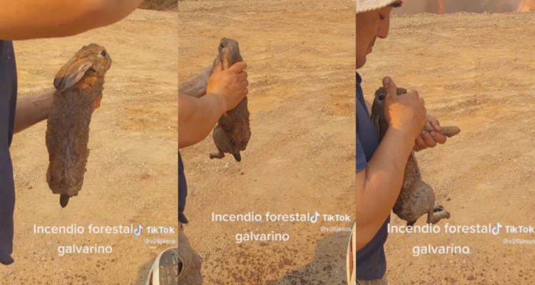 Capturas de rescate de conejo en TikTok