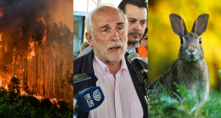 Ministro Montes alerta que conejos en llamas propagan incendios: ¿Es verdad?