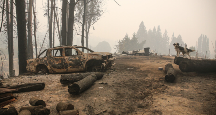 Brigadas especializadas buscan a personas desaparecidas durante incendios en la comuna de Santa Juana