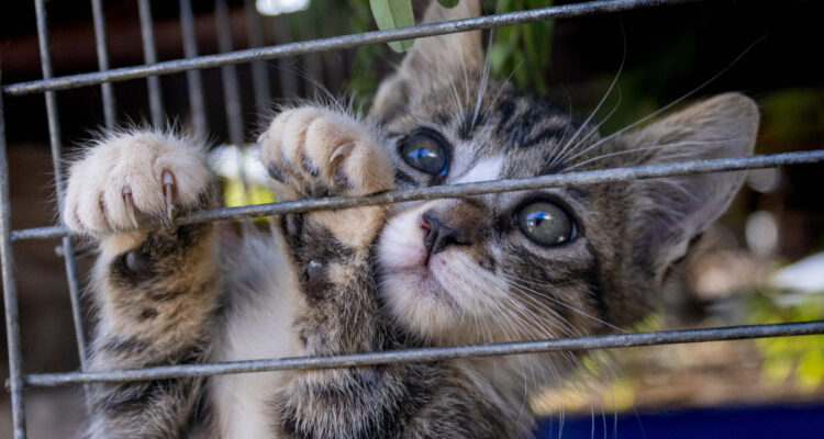 Descubren 2.000 gatos muertos destinados para remedios tradicionales en Vietnam