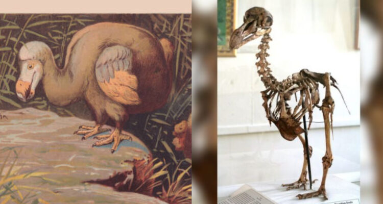 Científicos intentan revivir al dodo