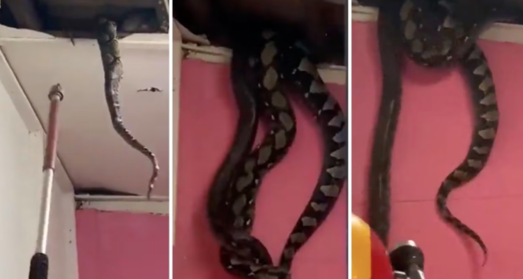 10 metros de terror: graban 2 enormes pitones irrumpiendo en cielo falso de pieza