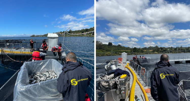 Empresa de salmones denuncia sabotaje