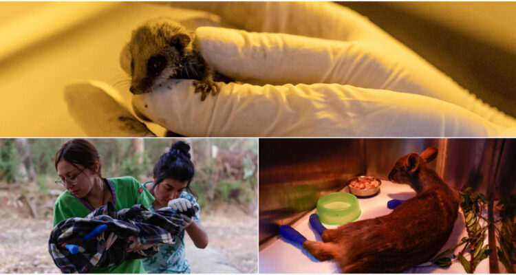 Gobierno advierte grave impacto del fuego sobre la fauna en zonas afectadas por incendios