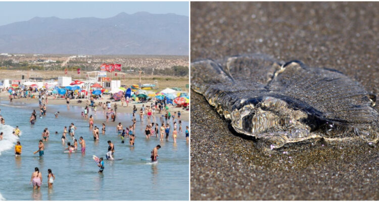 Mantienen prohibición de baño en playas de Los Vilos y Pichidangui por fragata portuguesa