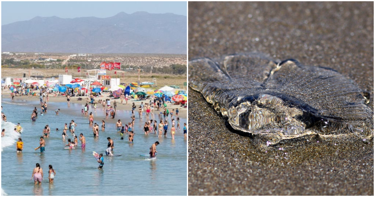 Mantienen prohibición de baño en playas de Los Vilos y Pichidangui por fragata portuguesa