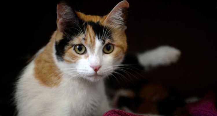 clínica veterinaria deberá pagar $2 millones a clienta tras perder a su gato en Temuco