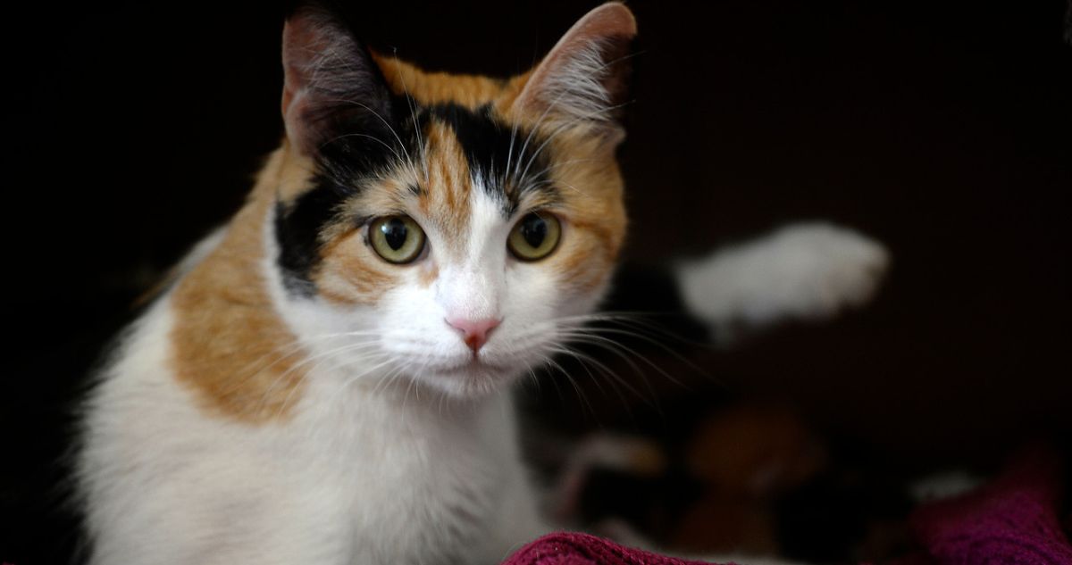 clínica veterinaria deberá pagar $2 millones a clienta tras perder a su gato en Temuco