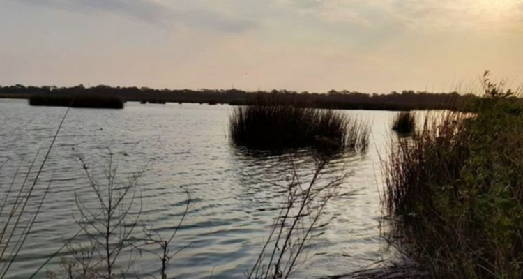 Argentina gripe aviar