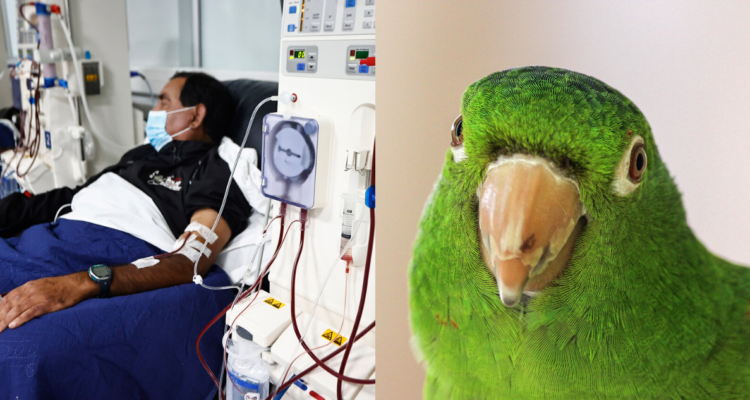 Hombre hospitalizado (izquierda) y loro (derecha) en referencia a la gripe del loro