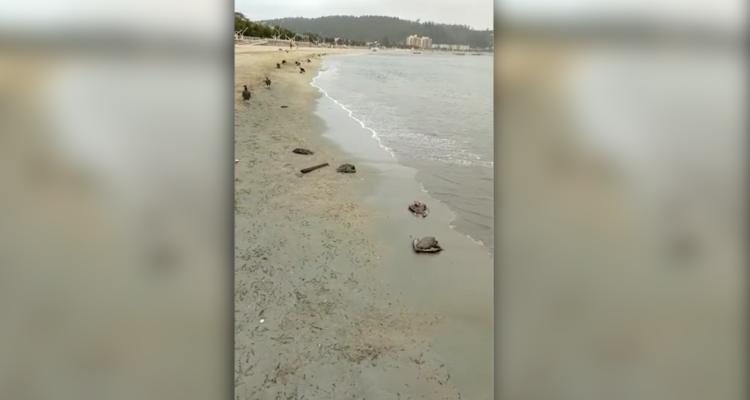Hallan a más de 100 aves muertas en playa de Dichato: tendría relación con cenizas de incendios