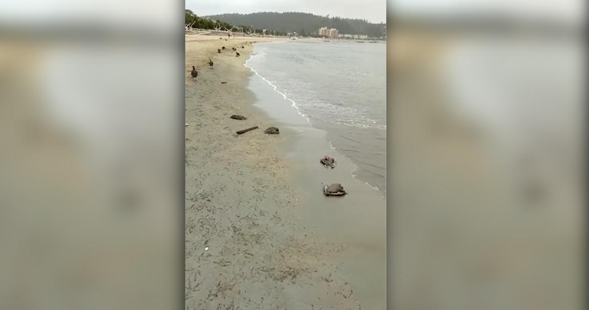 Hallan a más de 100 aves muertas en playa de Dichato: tendría relación con cenizas de incendios