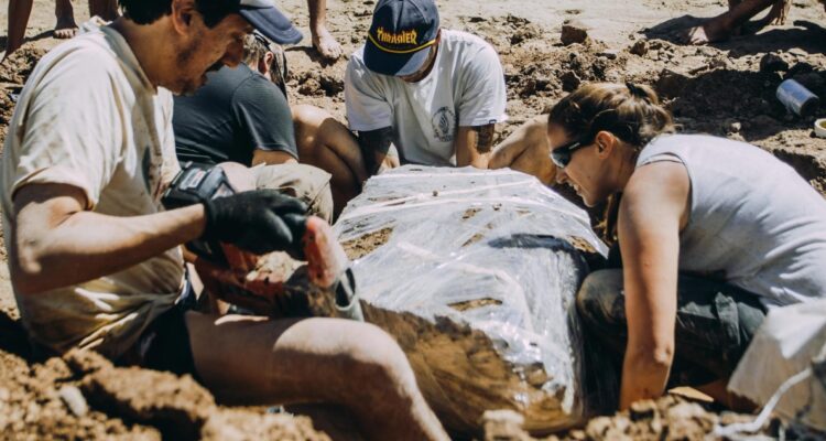 Hallan en Argentina restos de dos gliptodontes de entre 3 y 2,5 millones de años