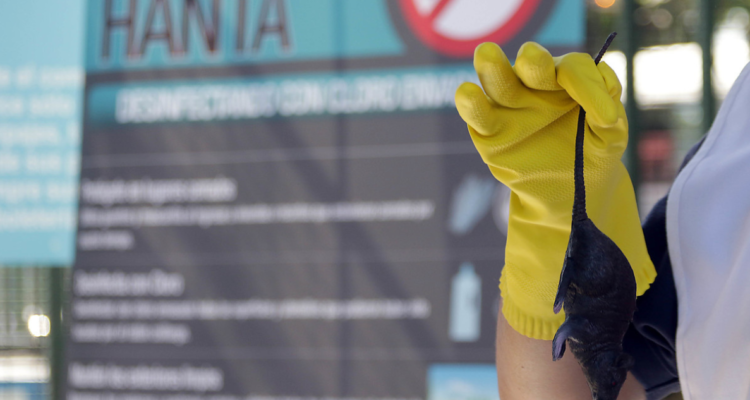 Confirman virus hanta en Concepción