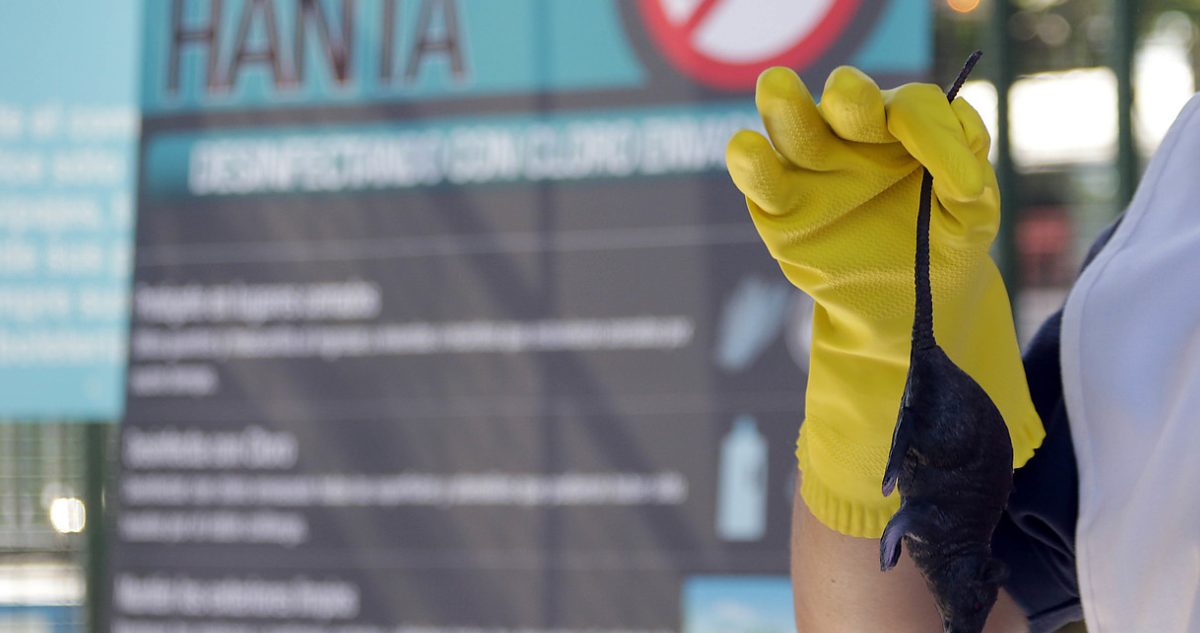 Confirman virus hanta en Concepción