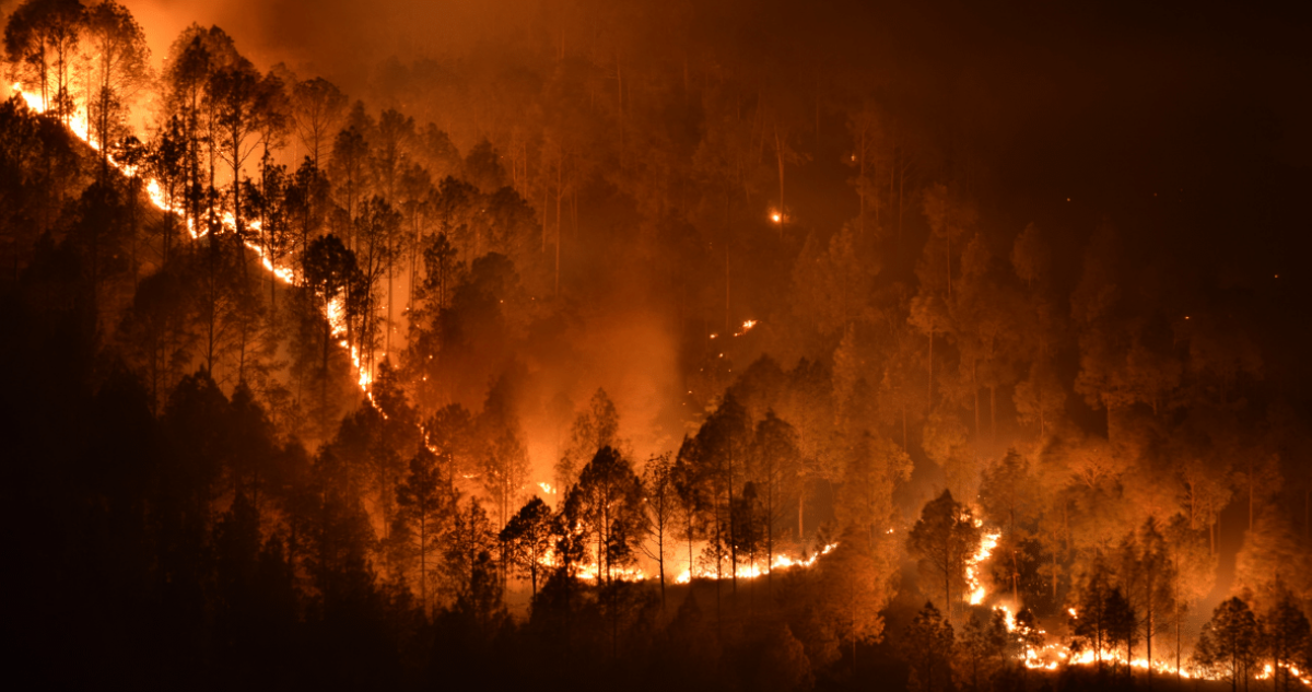 Son los incendios forestales más extremos que antes? experto de EEUU entregó preocupantes datos | Tecnología | BioBioChile