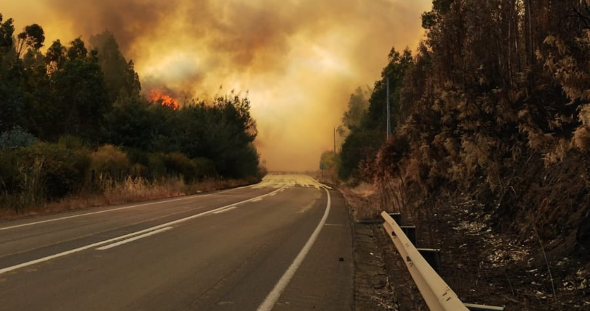 Incendio forestal suspende tráfico ferroviario entre Victoria y Temuco