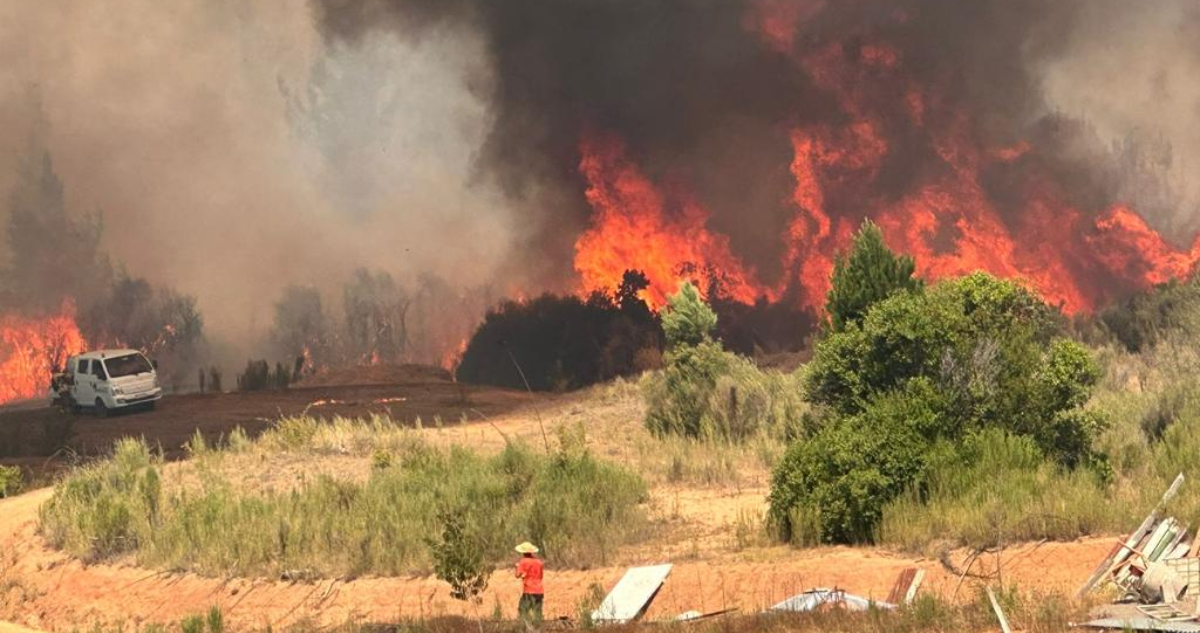 Más de 740 hectáreas consumidas por incendios forestales en cuatro comunas de la región de Ñuble