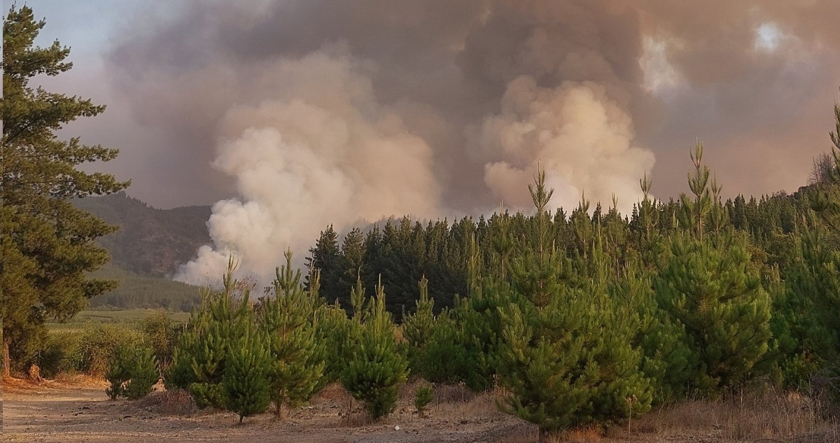 Incendio forestal en Maule