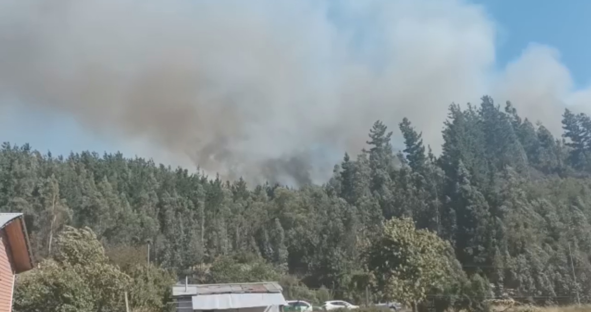 Incendio forestal en Purén