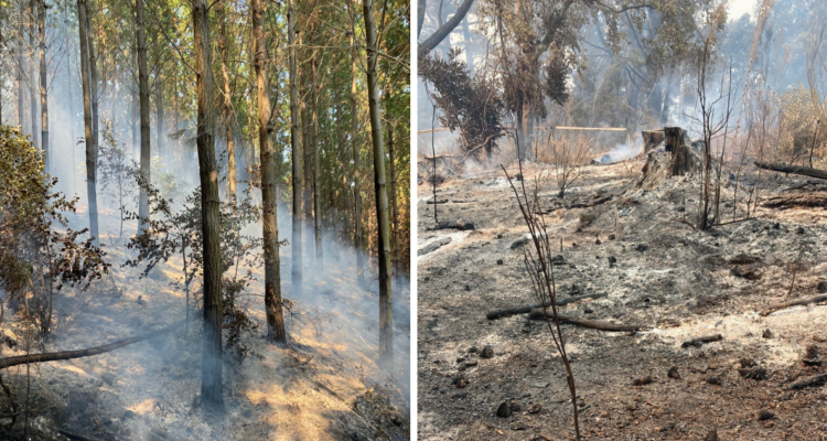 intensidad incendio Santa Ana