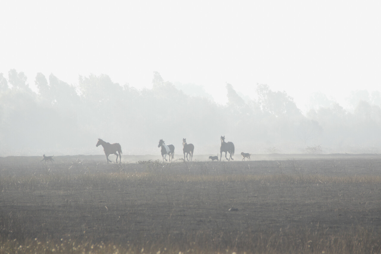 Campo arrasado por el fuego en el sector de Quilmo, en Chillán