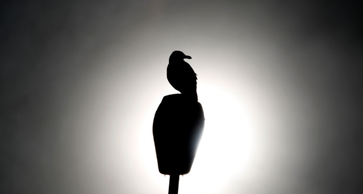 SAG confirma el primer caso de influenza aviar en aves silvestres de la región de Los Lagos