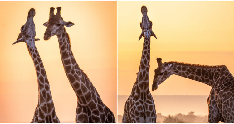 ¿Cómo coquetean las jirafas?