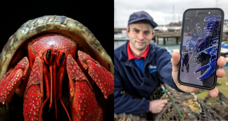 Langosta roja normal (izquierda) y langosta azul encontrada por pescador irlandés (derecha)