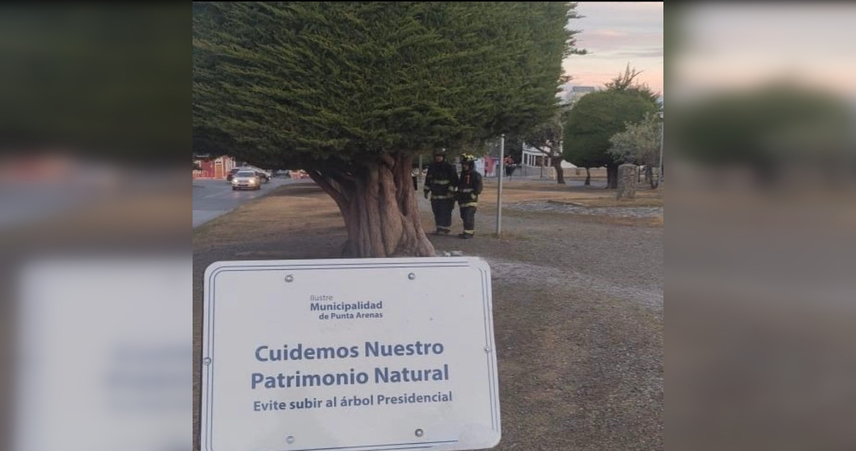 Desconocidos intentaron quemar popular "árbol de Boric" en Punta Arenas