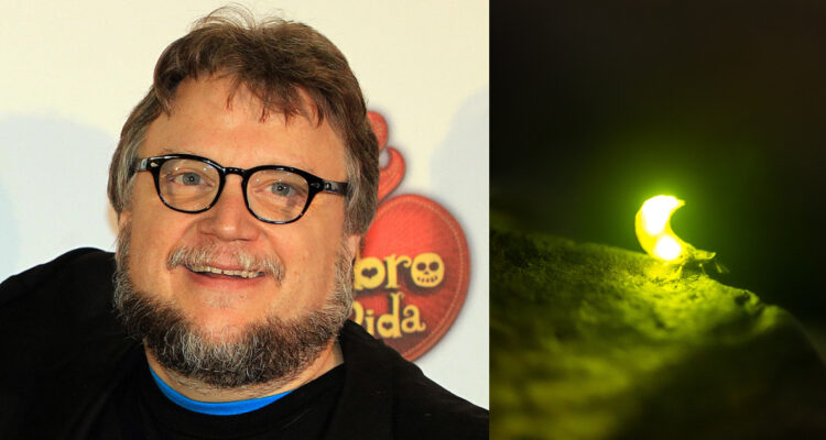 Luciérnaga “Guillermo del Toro”: bautizan a nueva especie de insecto con nombre del cineasta