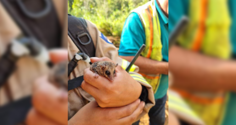 Mono del monte encontrado con quemaduras en Mariquina
