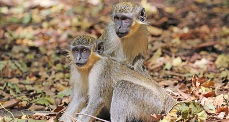 Dos monos verdes juntos. Esa especie de primates están realizando una invasión en la isla Saint-Martin.