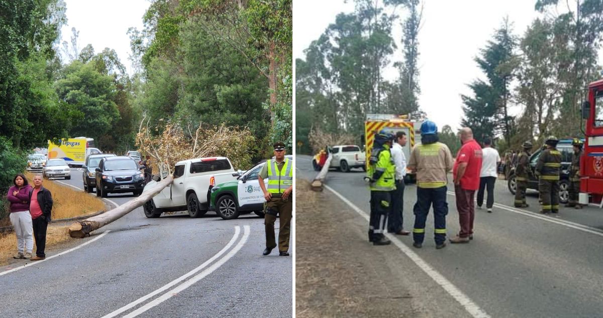 Fatal accidente: muere exdirector regional de Conaf en La Araucanía tras caerle un árbol a su vehículo