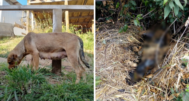 Encuentran perrita quemada en Rahue Alto de Osorno