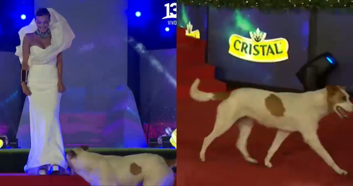 Perrito en gala de Viña