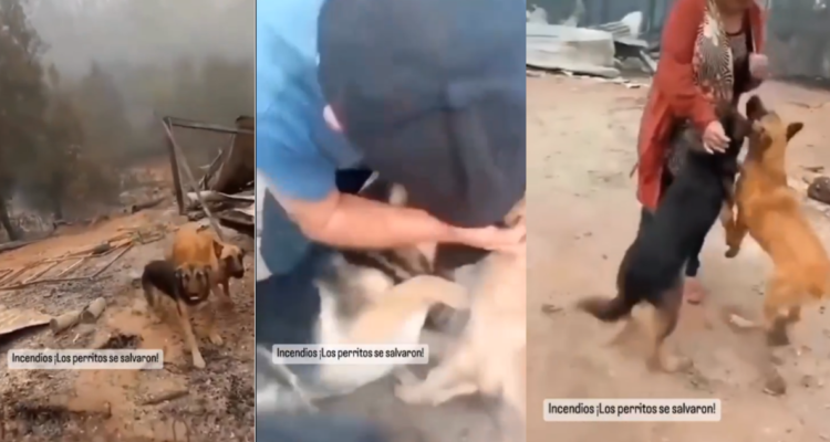 Capturas de video de perritos que se salvaron del incendio en Santa Juana
