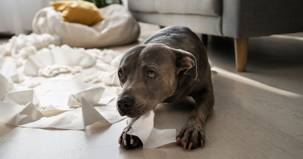 ¿Te vas de vacaciones sin tus mascotas? Estos son 7 consejos de un veterinario para afrontar la ansiedad por separación de tu perro.